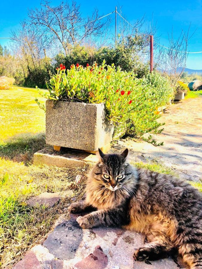 Agriturismo Il Paradiso Iglesias Luaran gambar